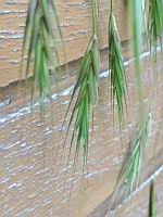 Brome mou, Bromus hordeaceus (prise a Lens)(3)
